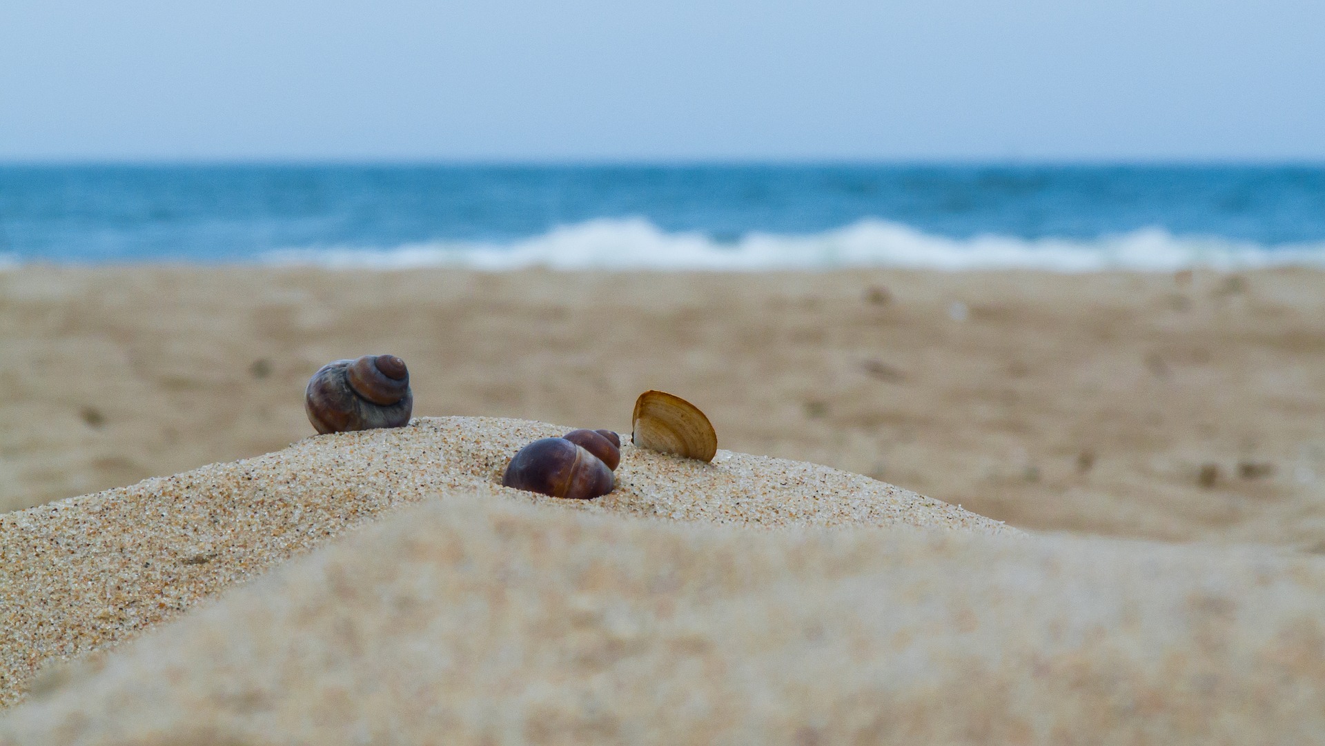 muszelki na plaży