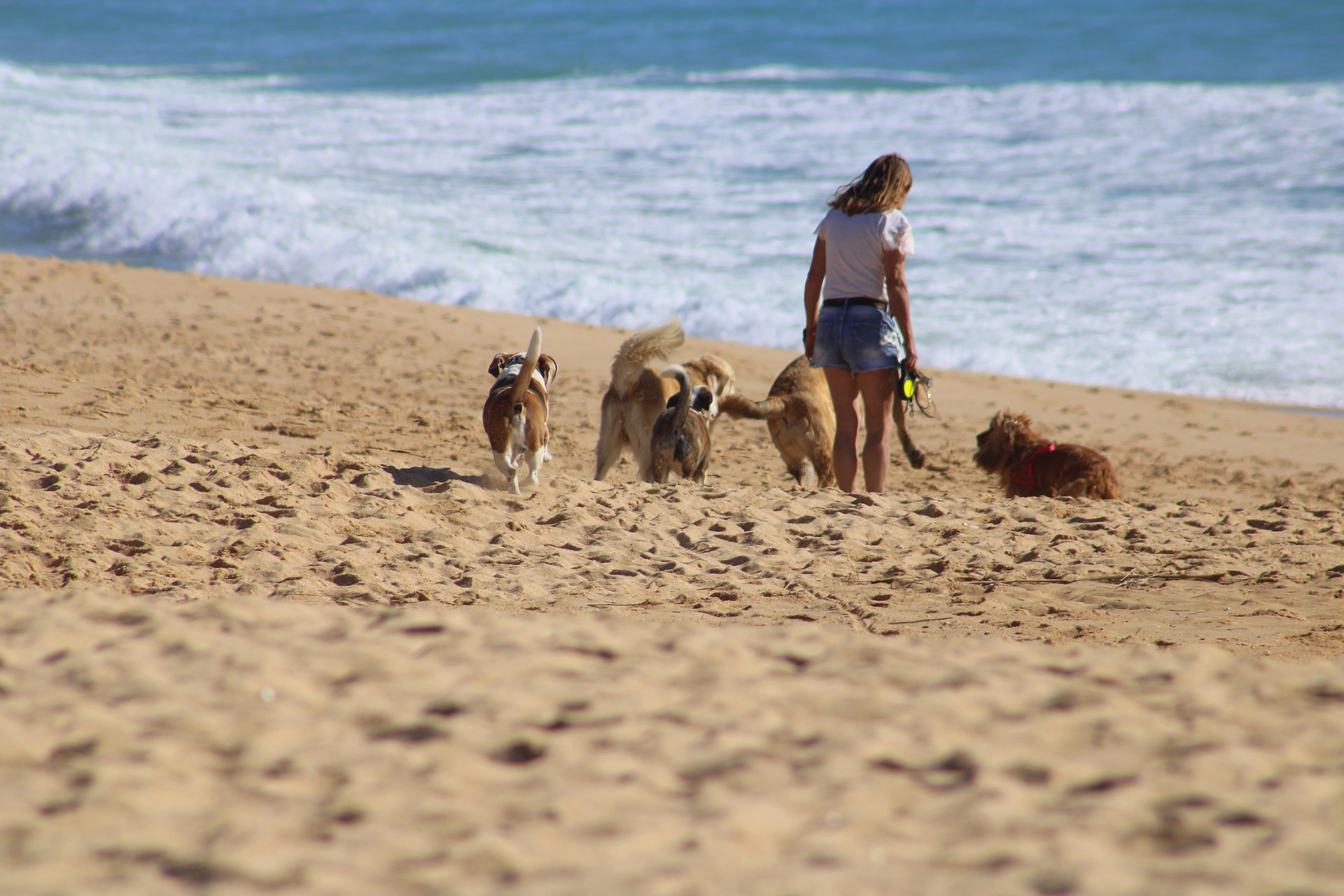 Kobieta na spacerze z psami na plaży. 