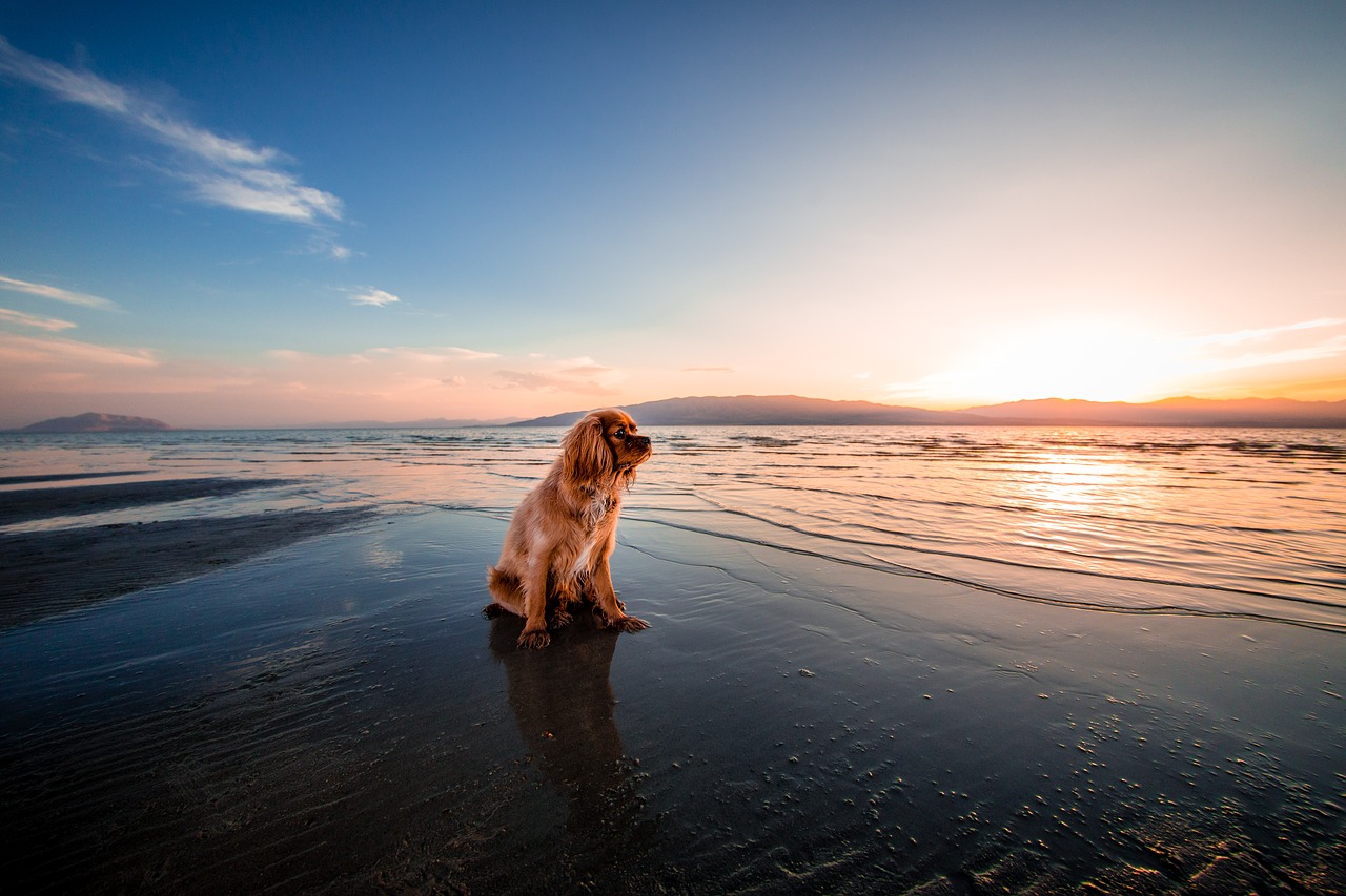 Mały pies siedzący w wodzie przy brzegu morza. 